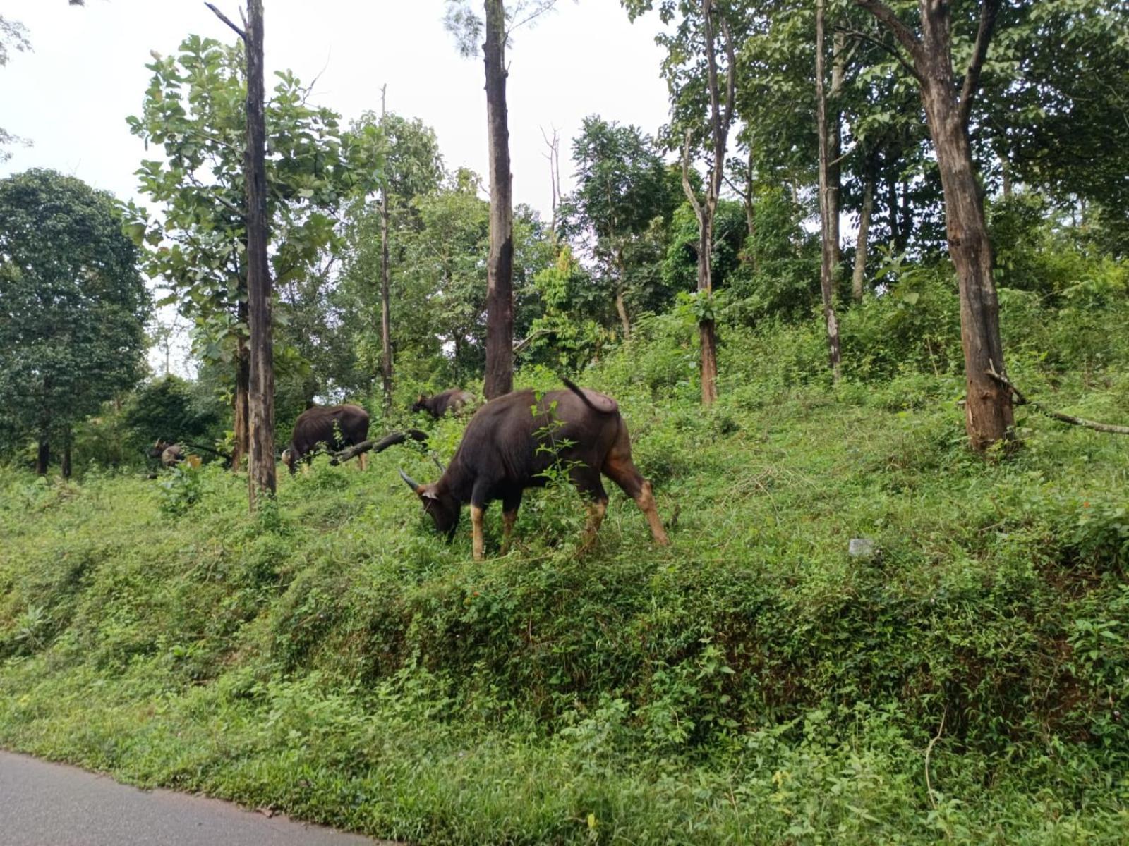 Kuruva Shoreline Wayanad Chegat Exterior photo